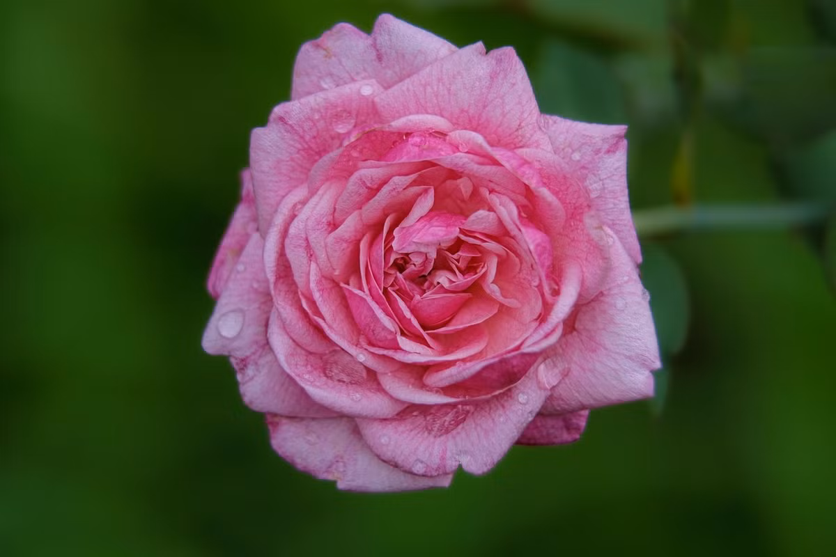 4 ngày sinh Âm lịch đại phú quý, ai sở hữu giàu khó đỡ 4 ngay sinh Am lich dai phu quy, ai so huu giau kho do