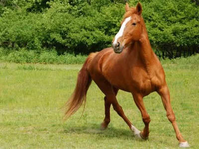  Họ có thể nhận được khoản tiền bất ngờ từ công việc bán thời gian hoặc công việc phụ, hoặc giành được giải thưởng hấp dẫn khi tham gia rút thăm trúng thưởng, cuộc thi... Chỉ cần duy trì thái độ tích cực và dám nghĩ dám làm này, con giáp Ngựa chắc chắn sẽ kiếm được rất nhiều tiền vào nửa cuối năm và đạt được mục tiêu tự do tài chính.