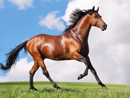  Sự phù hộ của sao "Yima" mang đến cho họ những cơ hội liên tục trong sự nghiệp và mọi việc đều diễn ra suôn sẻ dù họ đang mở rộng hoạt động kinh doanh mới hay cạnh tranh cho các dự án quan trọng. 