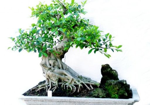 Đa bonsai, cây lá dài đại kỵ phong thủy nhà ở, lý do thế nào? - Hình 3 Da bonsai, cay la dai dai ky phong thuy nha o, ly do the nao?-Hinh-3