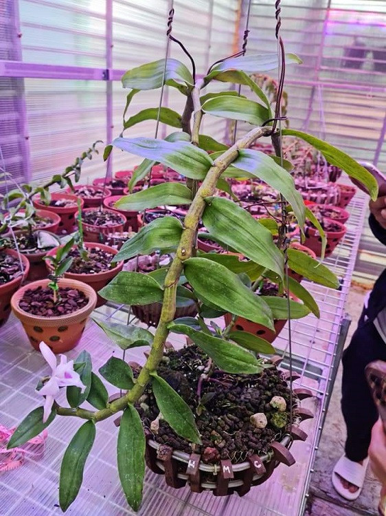 Vườn anh Hải sở hữu 2 dòng đột biến: 5 cánh trắng gồm: 5 Cánh Trắng Phú Thọ; H.O, 5 Cánh Trắng Bạch Tuyết và Hồng đột biến: Hồng Yên Thủy; Hồng Mỹ Nhân; Hồng Xòe; Hồng Bồng Lai; Hồng Minh Châu… (Trong ảnh là Hồng Minh Châu)