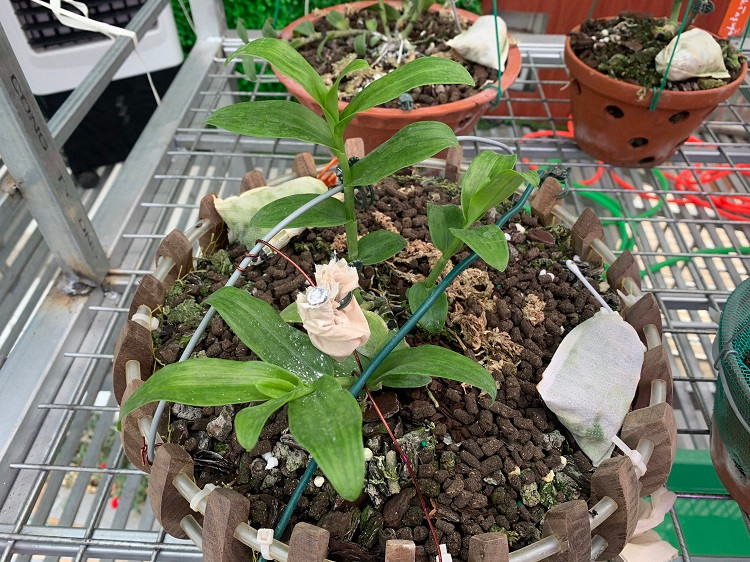 Trong ảnh là giò 5 cánh trắng Bạch Tuyết đã nở hoa, đang được định giá khoảng 7 tỷ đồng.