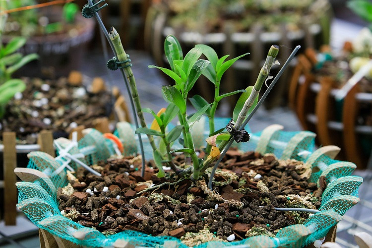 Một số dòng có giá trị khủng như: Người Đẹp Không Tên (5 – 6 tỷ đồng/kie); Hồng Bồng Lai (1 tỷ đồng/kie); 5 Cánh Trắng Bạch Tuyết (300 – 400 triệu/kie)…