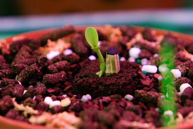 Một mầm non thuộc dòng 5 Cánh Trắng Bạch Tuyết đang được định giá khoảng 500 triệu đồng.