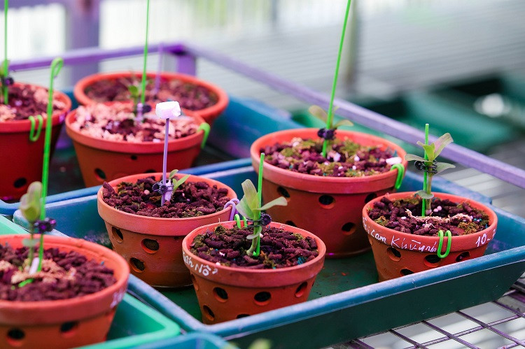 Trên thị trường hiện có 3 dòng lan đột biến chính là: Năm cánh trắng; Hồng đột biến và dòng Bệt. 