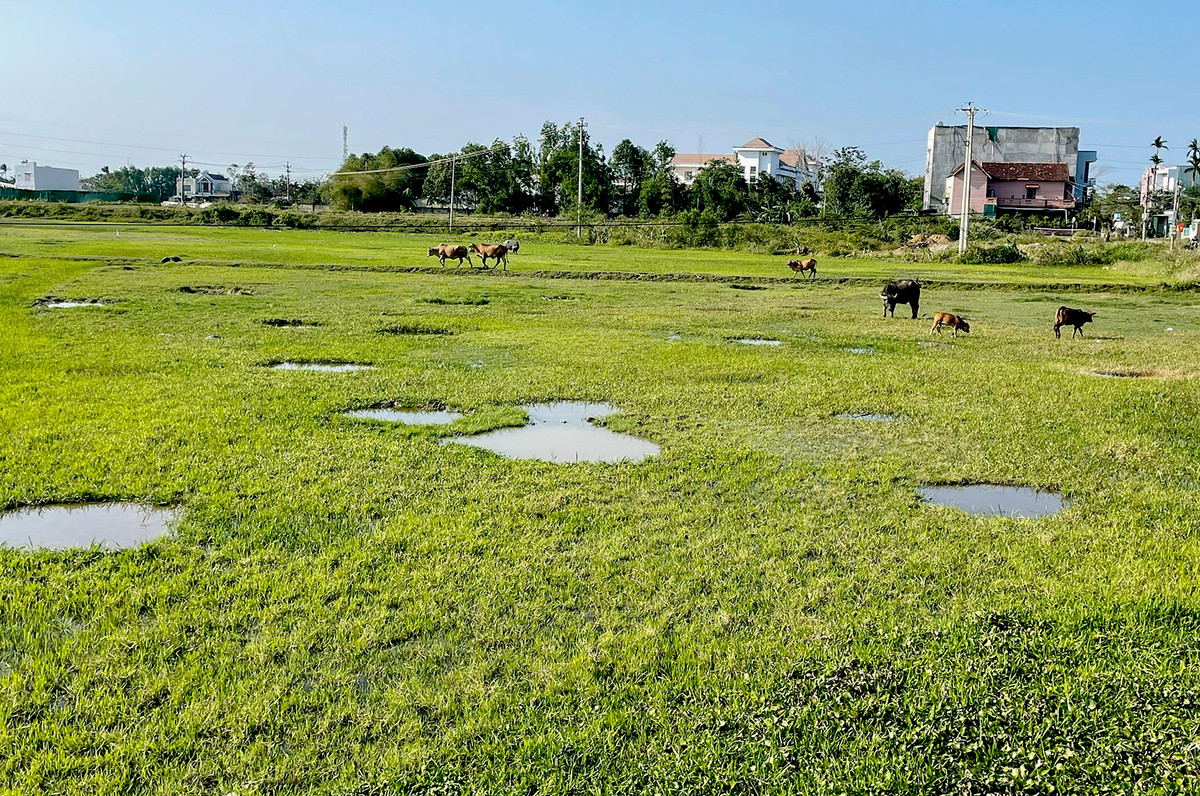Chu tich Quang Ngai: 'Buoc thu hoi du an neu nha dau tu yeu nang luc'