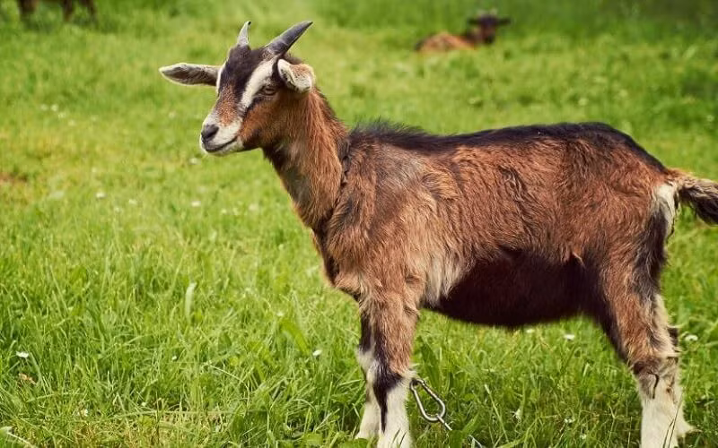  Tuổi Mùi: Người tuổi Mùi năm Tỵ sẽ có nhiều cơ hội đi du lịch hoặc làm việc ở nơi khác hơn trong năm Tỵ, điều này không chỉ làm tăng kinh nghiệm cá nhân mà còn tăng cường khả năng cạnh tranh trong công việc. 