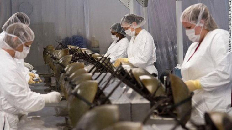 Các nhà khoa học đã nghiên cứu và phân tích ra rằng, trong máu của sam biển có chứa một nhân tố đông máu có tên là LAL (Limulus amebocyte lysate), có khả năng phản ứng với vi khuẩn Gram âm.