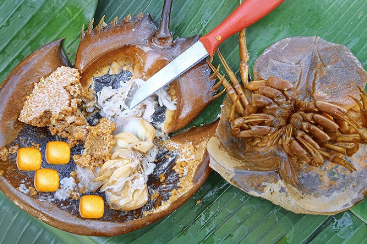 Người ta thường ví “dính lấy nhau như Sam” vậy, nên thường người ta bắt được cả đôi Sam