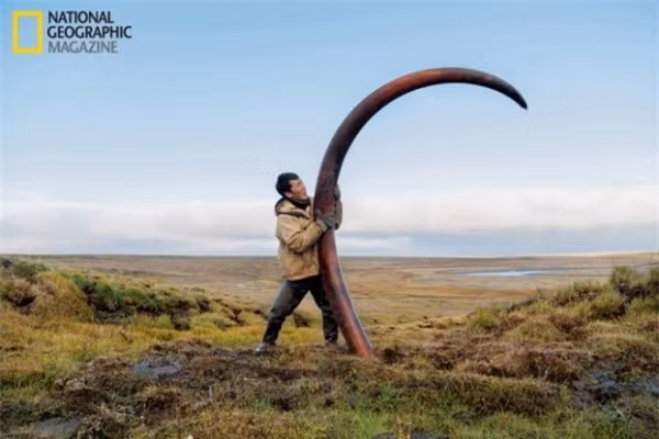 Chiếc ngà của voi mamut thời tiền sử được tìm thấy sau hàng ngàn năm bị đóng băng dưới đáy sông Siberia