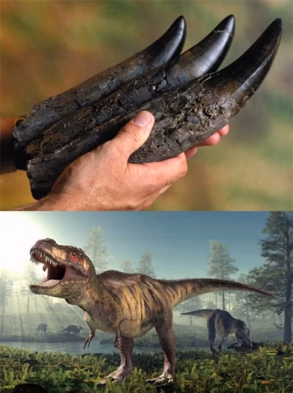 Răng hóa thạch của một con khủng long bạo chúa