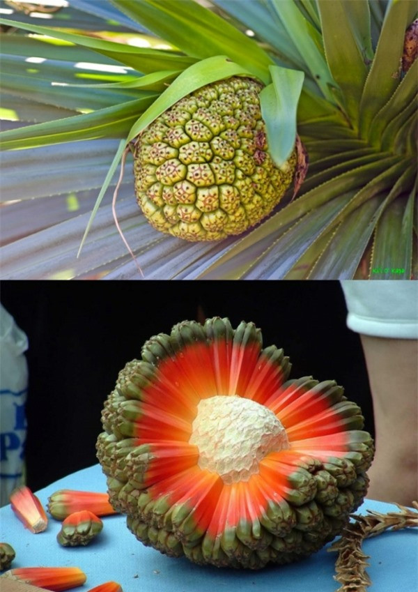 Quả này có tên gọi là hala (thuộc họ dứa gai), là loài cây bản địa của Hawaii, có hình dáng và cấu tạo vô cùng đặc biệt, bao gồm nhiều múi quả sặc sỡ dính liền nhau bao quanh chiếc cùi màu trắng.