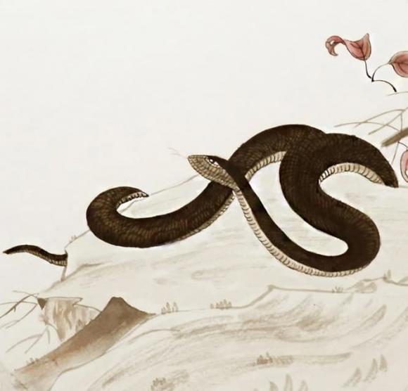 Tháng 11-12, ngôi sao may mắn quay trở lại, tài lộc của con giáp rắn tăng vọt. Tương lai bạn sẽ tiến lên, hi vọng sẽ có nhiều tiền hơn, bớt rắc rối hơn, sự nghiệp của bạn sẽ từng bước thăng tiến. Bạn rất hợp lý và siêu năng lực. Tin rằng cuối cùng bạn sẽ tự mãn và sống theo phong cách của riêng mình. (Bài viết chỉ mang tính chất tham khảo, chiêm nghiệm).