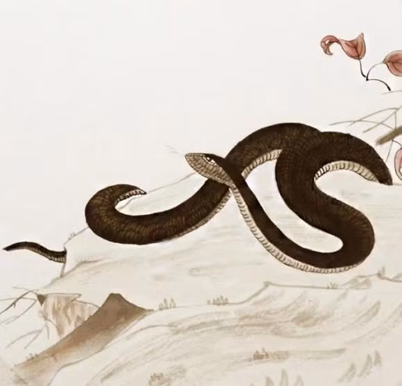 Tháng 11-12, ngôi sao may mắn quay trở lại, tài lộc của con giáp rắn tăng vọt. Tương lai bạn sẽ tiến lên, hi vọng sẽ có nhiều tiền hơn, bớt rắc rối hơn, sự nghiệp của bạn sẽ từng bước thăng tiến. Bạn rất hợp lý và siêu năng lực. Tin rằng cuối cùng bạn sẽ tự mãn và sống theo phong cách của riêng mình. (Bài viết chỉ mang tính chất tham khảo, chiêm nghiệm).