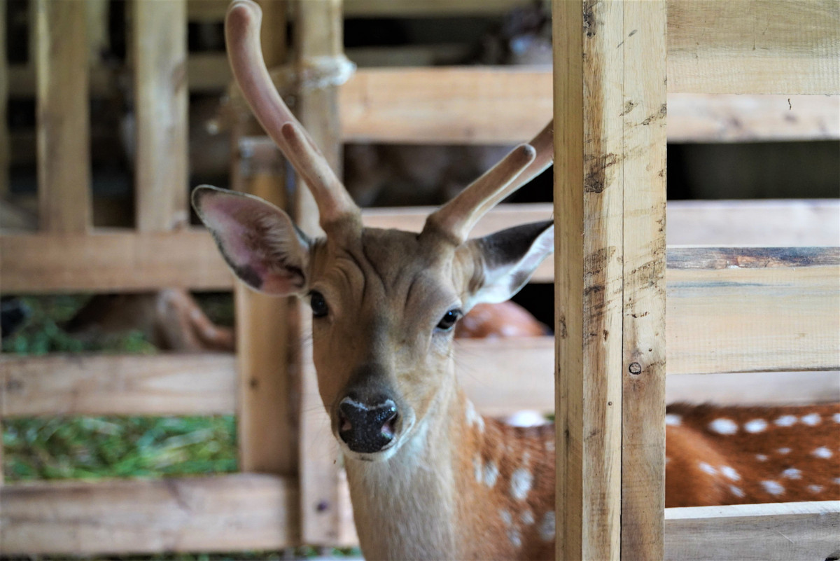 Trai nuoi huou tien ty o Ha Tinh-Hinh-3