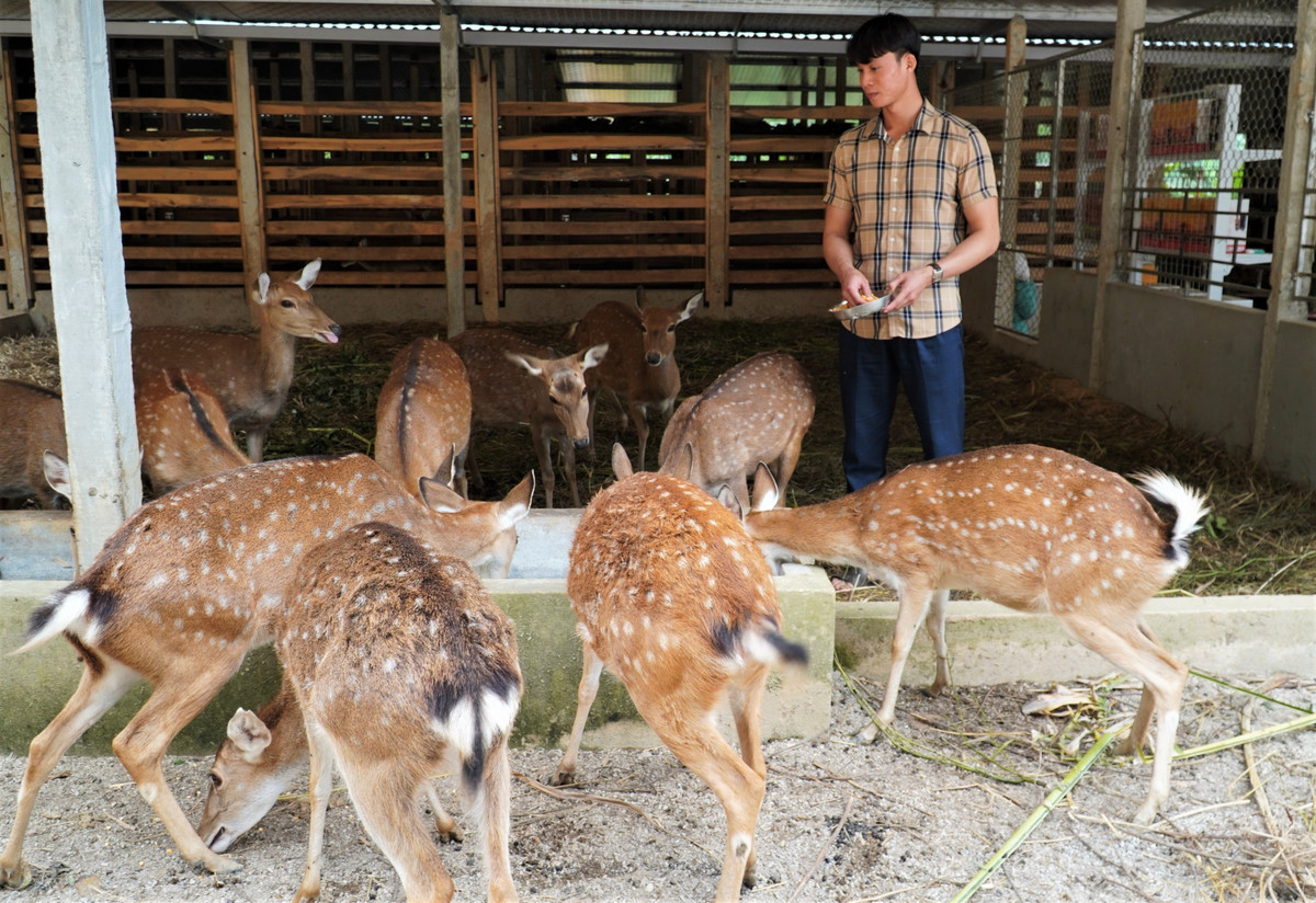 Trai nuoi huou tien ty o Ha Tinh