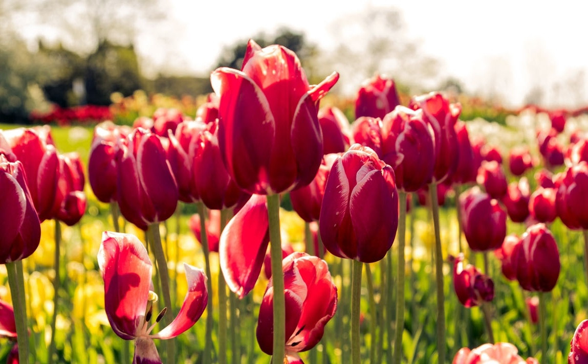 Tháng 1 lộc tràn vào cửa, 3 con giáp làm đâu thắng đó - Hình 2 Thang 1 loc tran vao cua, 3 con giap lam dau thang do-Hinh-2