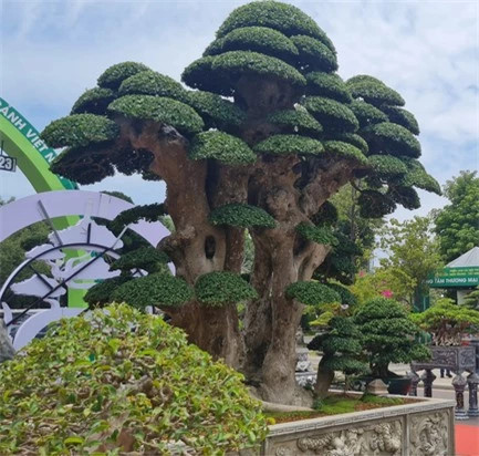 Cây duối 1000 tuổi độc nhất tại Việt Nam được trả giá 23 tỷ - Hình 3 Cay duoi 1000 tuoi doc nhat tai Viet Nam duoc tra gia 23 ty-Hinh-3