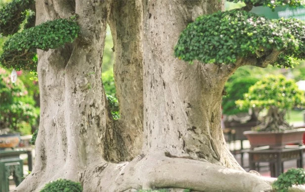 Cây duối 1000 tuổi độc nhất tại Việt Nam được trả giá 23 tỷ - Hình 2 Cay duoi 1000 tuoi doc nhat tai Viet Nam duoc tra gia 23 ty-Hinh-2