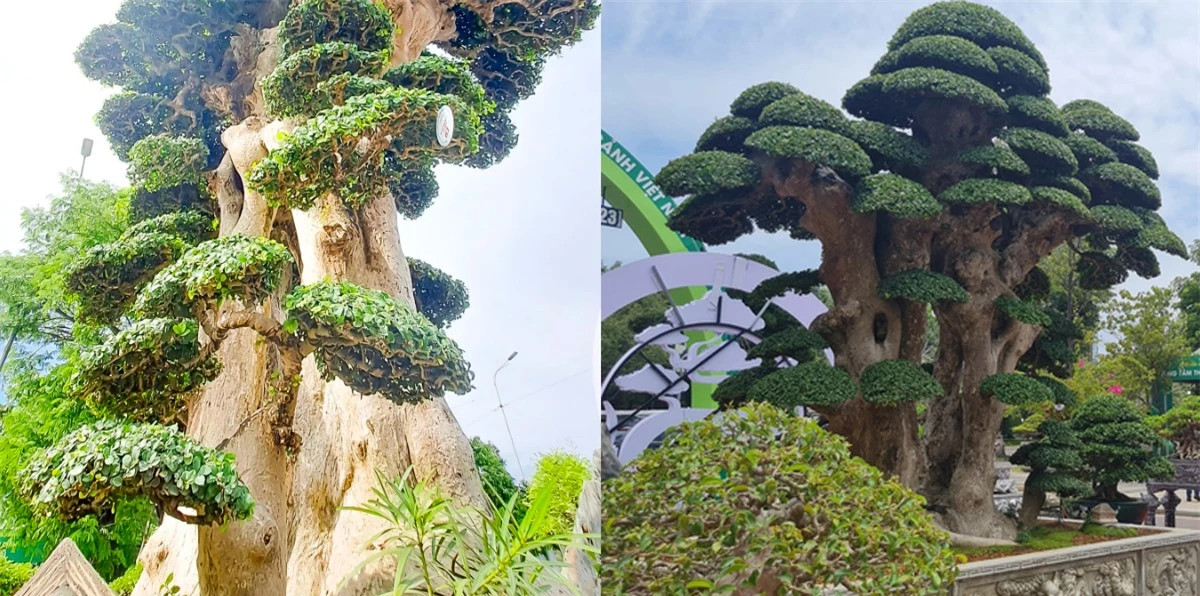 Cây duối 1000 tuổi độc nhất tại Việt Nam được trả giá 23 tỷ Cay duoi 1000 tuoi doc nhat tai Viet Nam duoc tra gia 23 ty