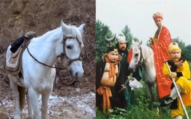 Nuoc tieu cua Bach Long Ma giup truong tho, sao yeu quai “ngo lo“?-Hinh-3