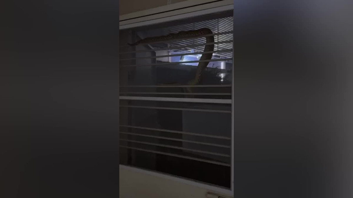 Video: Phát hãi trăn khủng trườn qua cửa sổ bếp ở Thái Lan Video: Phat hai tran khung truon qua cua so bep o Thai Lan