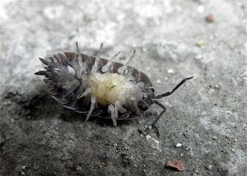 Cong dung bat ngo cua nhung con con trung nho-Hinh-4