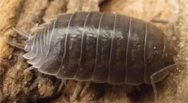 Cong dung bat ngo cua nhung con con trung nho