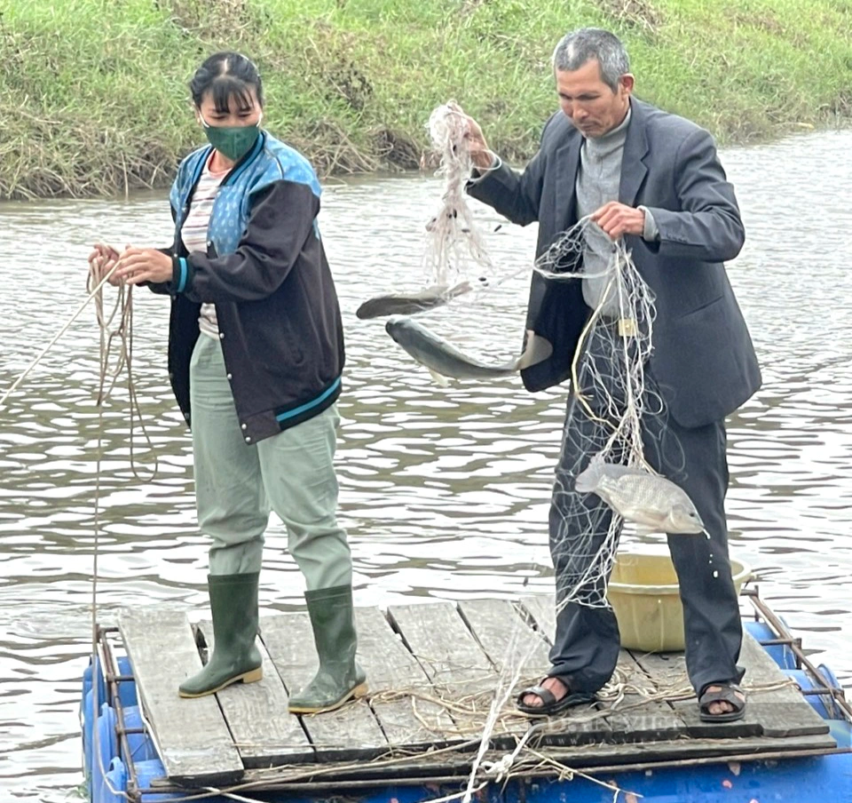 Làm mô hình lúa- cá, nuôi bò, trồng dừa, cựu binh ở Quảng Bình thu lãi 500 triệu - Hình 2 Lam mo hinh lua- ca, nuoi bo, trong dua, cuu binh o Quang Binh thu lai 500 trieu-Hinh-2