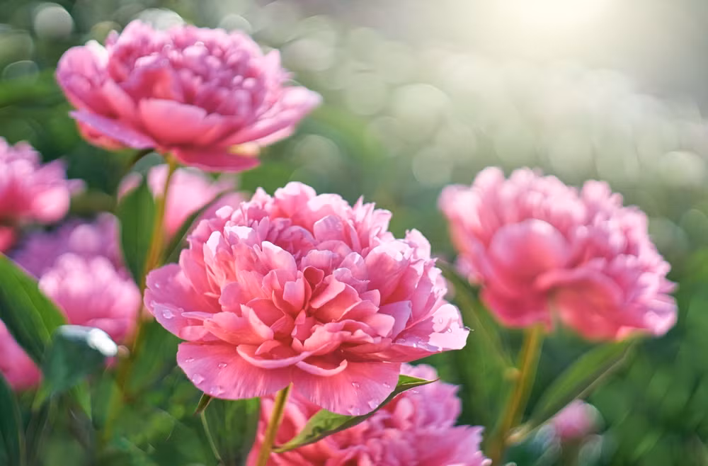 Người sinh vào 5 ngày Âm lịch này có số mệnh phượng hoàng - Hình 2 Nguoi sinh vao 5 ngay Am lich nay co so menh phuong hoang-Hinh-2