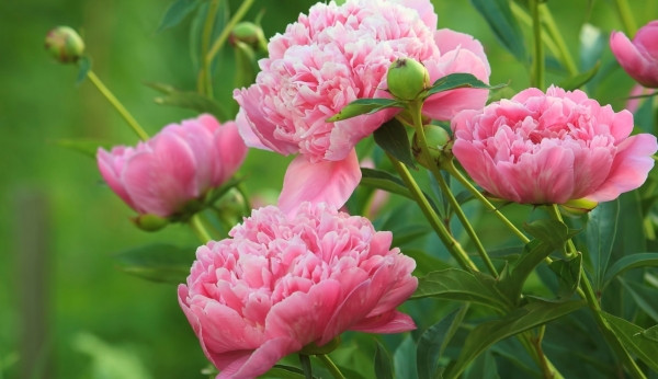 Tuy được dự đoán sẽ thành công, sự nghiệp của người sinh vào ngày Âm lịch này không phải lúc nào cũng thuận buồm xuôi gió. Thời còn trẻ, họ gặp không ít khó khăn. Ngay cả khi sự nghiệp đang lận đận, họ vẫn cố xoay sở và tìm công việc phù hợp. Người sinh ngày 16 Âm lịch có năng lượng dồi dào và đam mê cuộc sống. (Ảnh Pixabay) 