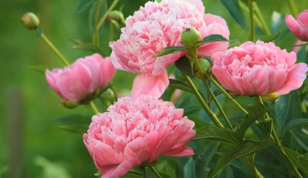 Tuy được dự đoán sẽ thành công, sự nghiệp của người sinh vào ngày Âm lịch này không phải lúc nào cũng thuận buồm xuôi gió. Thời còn trẻ, họ gặp không ít khó khăn. Ngay cả khi sự nghiệp đang lận đận, họ vẫn cố xoay sở và tìm công việc phù hợp. Người sinh ngày 16 Âm lịch có năng lượng dồi dào và đam mê cuộc sống. (Ảnh Pixabay) 