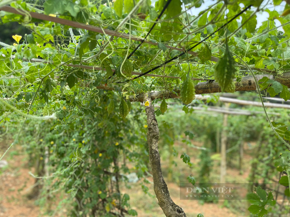 Trong duoc lieu, chang ky su nguoi Tay giup ba con thu nhap on dinh-Hinh-4