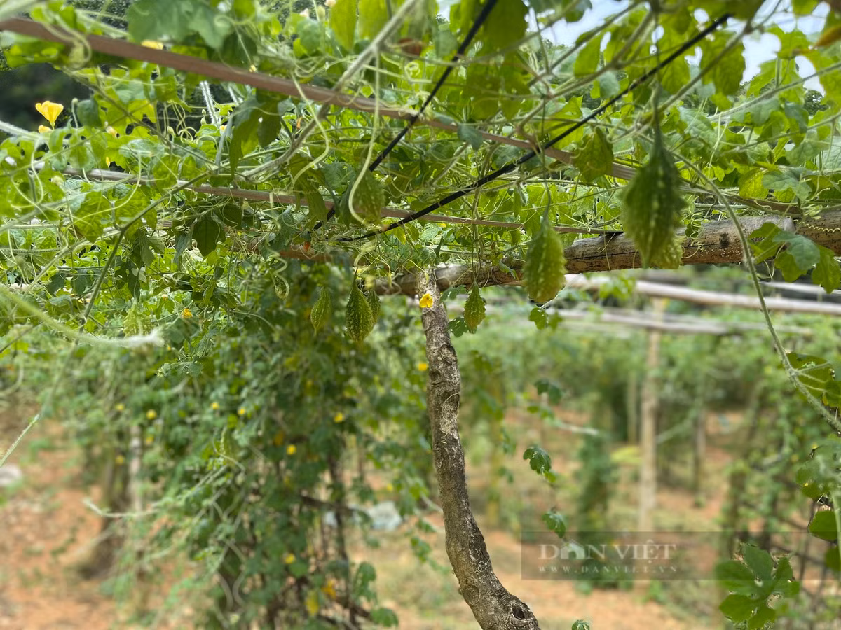 Trong duoc lieu, chang ky su nguoi Tay giup ba con thu nhap on dinh-Hinh-4