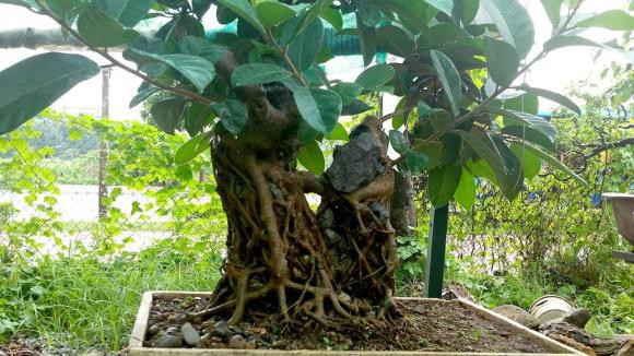  Hiển nhiên đối với những nguồn năng lượng lớn như vậy thì cây đa hoàn toàn không thích hợp với những nơi như nhà ở. Hơn nữa loại cây này khi lớn sẽ có rễ lồi lên rất to nên sẽ gây mất mỹ quan cho căn nhà. * Thông tin chỉ mang tính tham khảo.