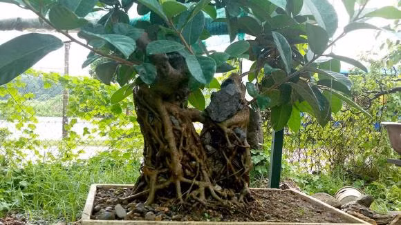  Hiển nhiên đối với những nguồn năng lượng lớn như vậy thì cây đa hoàn toàn không thích hợp với những nơi như nhà ở. Hơn nữa loại cây này khi lớn sẽ có rễ lồi lên rất to nên sẽ gây mất mỹ quan cho căn nhà. * Thông tin chỉ mang tính tham khảo.