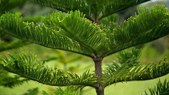  Thông và bách: Vì thông và bách thường xuất hiện bên cạnh bia mộ nên người ta không trồng thông, bách trước cửa nhà.Cây thông được biết là loại cây thường dẫn dụ những thế lực “hắc ám” không mang lại may mắn cho gia đình.