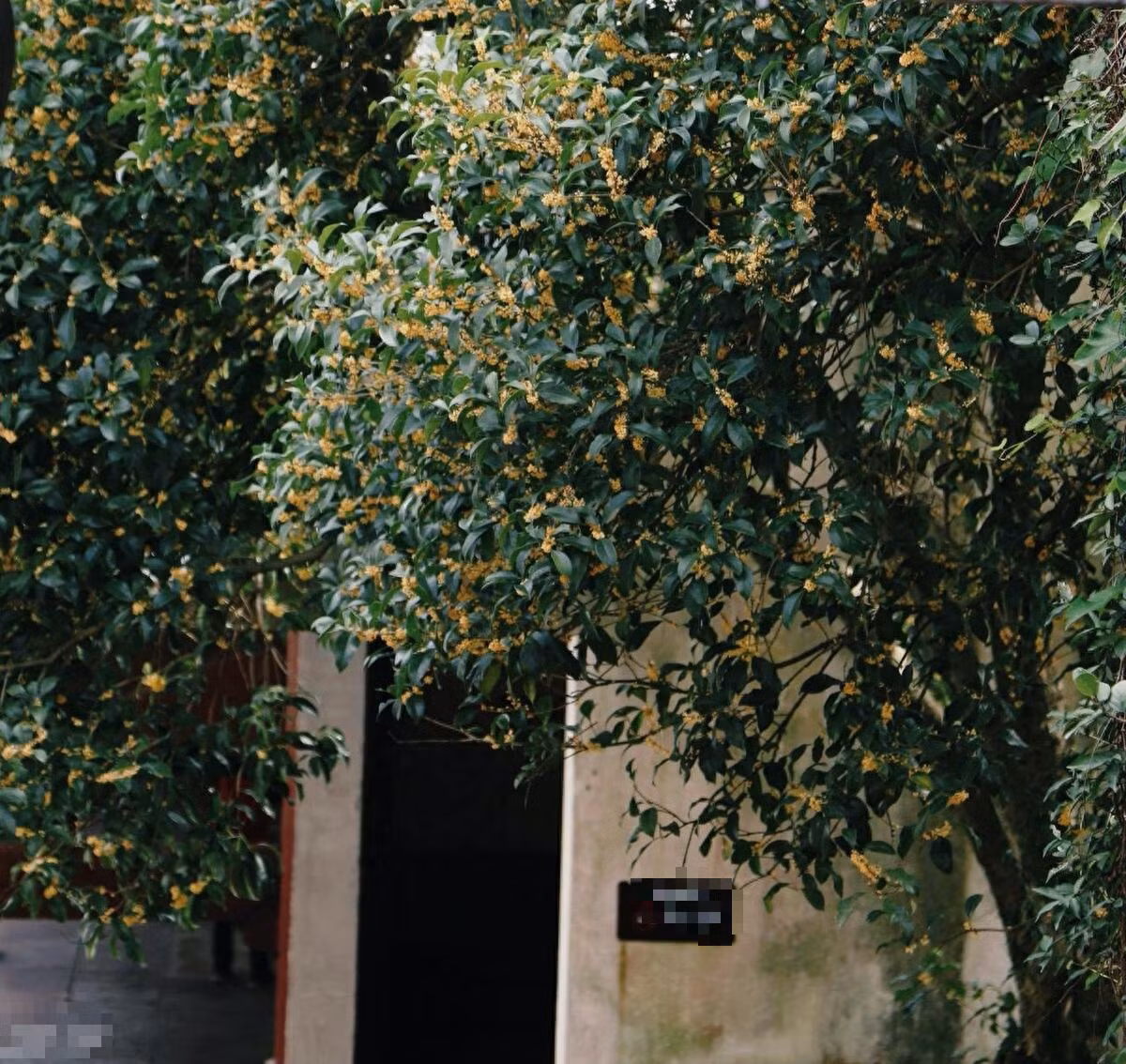 Vi sao noi trong cay huong dong, con chau giau co, thinh vuong?-Hinh-7