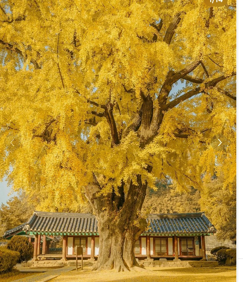 Vì sao nói trồng cây hướng đông, con cháu giàu có, thịnh vượng? Vi sao noi trong cay huong dong, con chau giau co, thinh vuong?