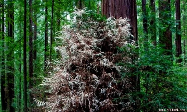 Hong bach tang- loai cay song nhu hon ma