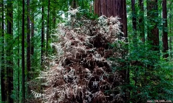 Hong bach tang- loai cay song nhu hon ma