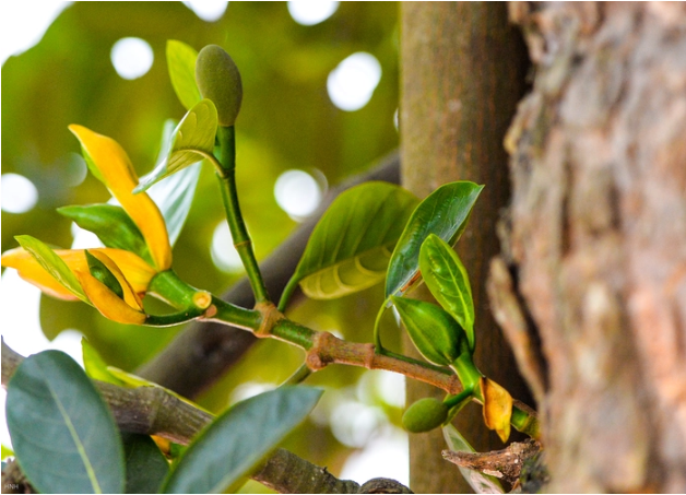 Tận mục cây mít cổ thụ hơn 500 năm có hình thù kỳ quái - Hình 3 Tan muc cay mit co thu hon 500 nam co hinh thu ky quai-Hinh-3