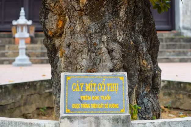 Tan muc cay mit co thu hon 500 nam co hinh thu ky quai-Hinh-4