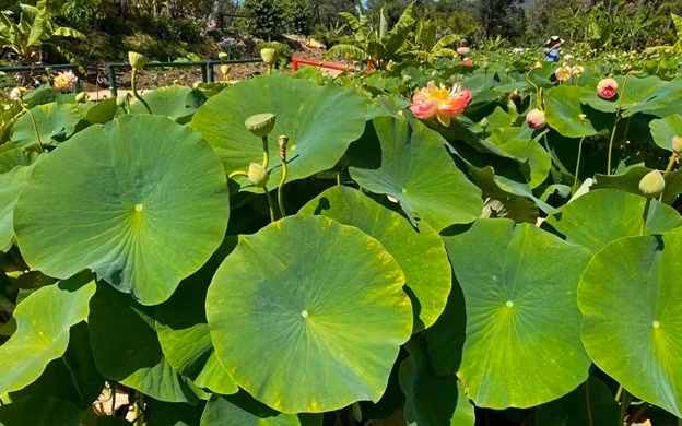 6 cong dung tuyet voi cua loai thao duoc quen thuoc voi nguoi Viet-Hinh-2