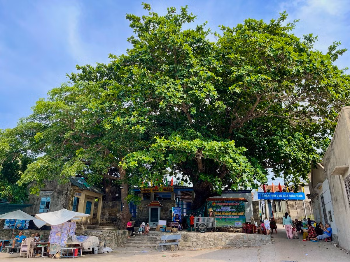 Cây bàng cổ thụ hơn trăm tuổi là nơi tập trung, sinh hoạt mang đậm hơi thở cuộc sống của người dân đảo Bích Đầm bao đời nay. Nhiều du khách đến đây cũng ngồi dưới tán bàng để cảm nhận sự bình yên.