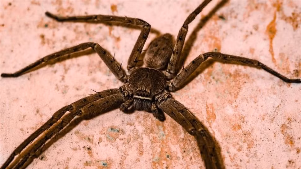 Kham pha loai nhen lon nhat the gioi, sai chan dai toi 30cm