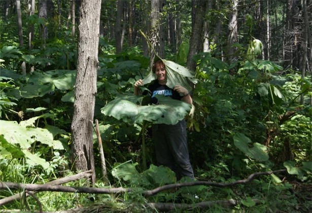 Vùng đất đặc biệt tại Nga, cây cối phát triển đột biến Vung dat dac biet tai Nga, cay coi phat trien dot bien