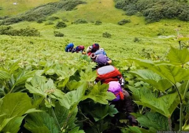Vung dat dac biet tai Nga, cay coi phat trien dot bien-Hinh-3