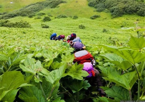 Vung dat dac biet tai Nga, cay coi phat trien dot bien-Hinh-3