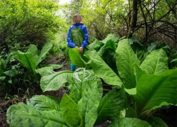 Vùng đất đặc biệt tại Nga, cây cối phát triển đột biến - Hình 4 Vung dat dac biet tai Nga, cay coi phat trien dot bien-Hinh-4